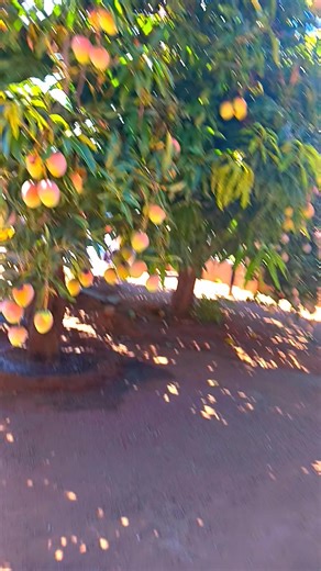Mango Harvesting Without Plastic Waste