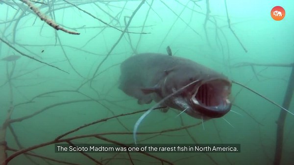 5 Animals Declared Extinct in the U.S. in the Last Decade!