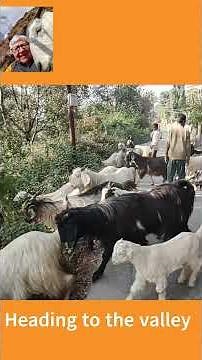 I Witnessed MASSIVE Himalayan Goat Migration in My Yard