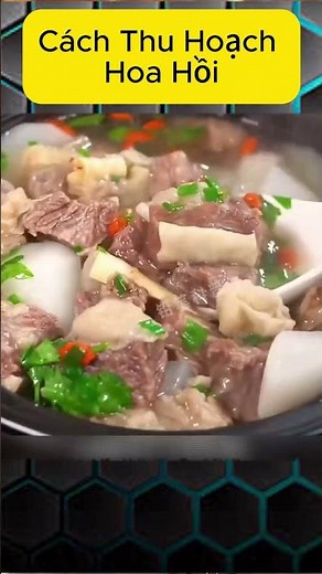Cách Thu Hoạch Hoa Hồi