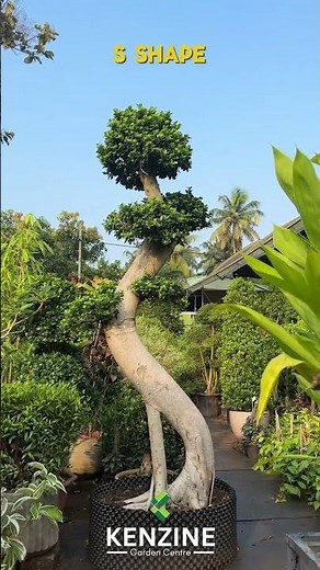 GET READY FOR THE BIGGEST Bonsai Trees EVER!