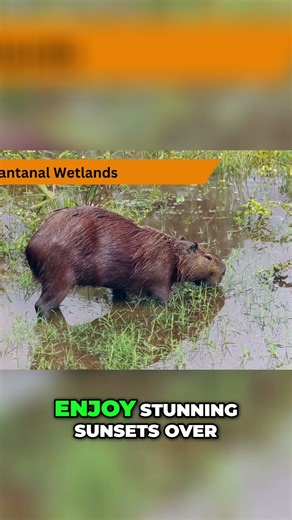 Pantanal Wetlands: Wildlife Safari Adventure & Stunning Nature! #shorts