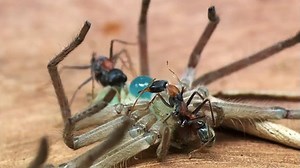 【精彩片段/生肉】牛蚁围捕巨蟹蛛！强悍的杀手集团！