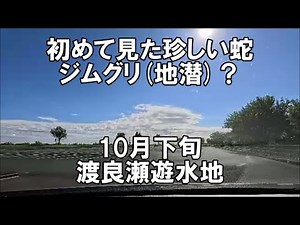 ジムグリ（地潜）？ 初めて見た珍しい蛇 10月下旬 渡良瀬遊水地