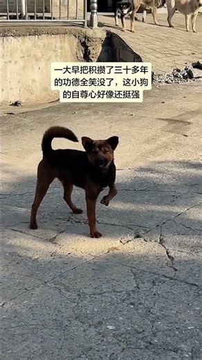 Why Did It Try to Bite Me? Mysterious Attraction Unveiled