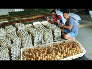 DUCK FARMING│ How this farm raised thousands ducks & Produce thousands of eggs everyday
