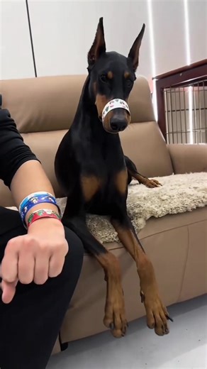 Funny dogs video compilation🤣🤣#USA #funnydogs #DogCompilation #PetHumor #dogsoftiktok #funnytiktok #doglovers