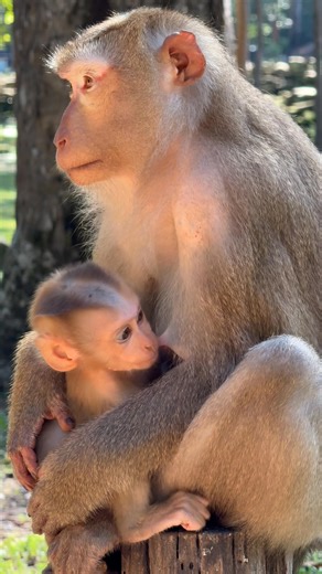 Cutest family monkey | Monkey Video89