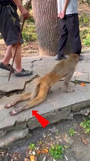 Broken Legs, But Not Broken Spirit 🐒❤️ | Emotional Monkey Story