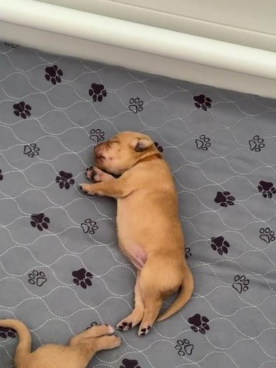 Red Fox Labrador Puppy Barks for First Time - 10 Days Old