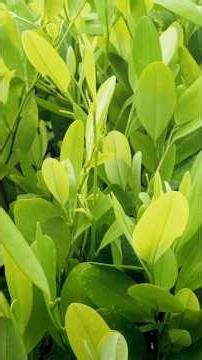 The Biology of the Coca Plant #Plants #Colombia #Biology #Shorts