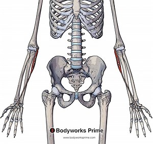 Palmaris Longus Muscle Anatomy - Bodyworks Prime