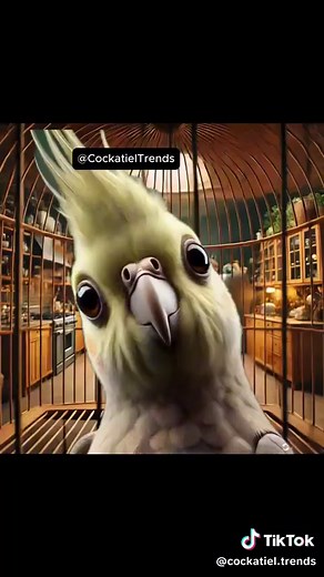 Cockatiel Trends on TikTok