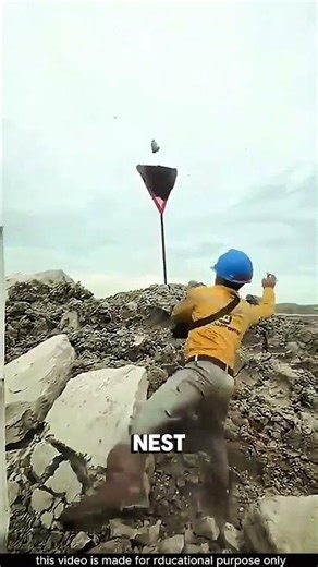 The Safest Way to Remove a Wasp Nest 🐝