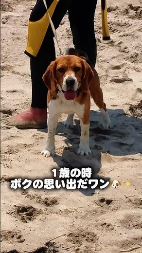 初めての海でちょっと怖かった日🐶🌊 #dog #ビーグル #シニア犬 #beagle #犬 #ショート #海#波#サーフィン #かわいい #いぬ #beagles #老犬 #お兄ちゃん