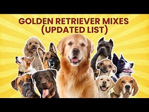30 Golden Retriever Mix Breed Dogs | The Ultimate (UPDATED LIST)