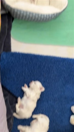 5.2K views · 333 reactions | The puppies are in a growth spurt so they need lots of sleep  Maltese puppies tend to do the fastest growing between 1-4 months. They slow until 6 months and then usually grow very tiny amounts until about 7-8 months  | Made To Love Maltese | Facebook