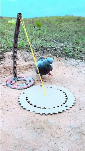 How to Make an Easy Bird Trap at Home (100% Working) #trap #diy