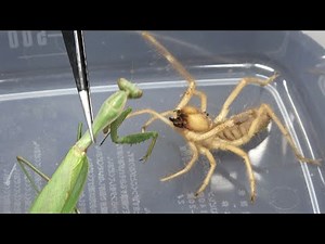 ヤバい虫にカマキリを与える