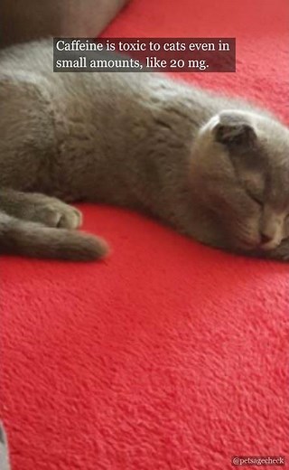 🐾 Caffeine & Cats: What You Need to Know! | PetAgeCheck