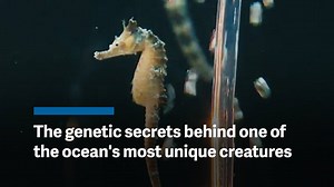 56K views · 548 reactions | Scientists just made an important discovery about why male seahorses get pregnant. | Quartz | Facebook