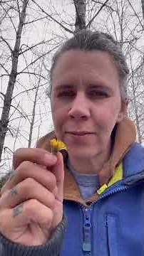 Coltsfoot / Tussilago farfara The leaves are traditionally used for coughing, dry irritated coughs,