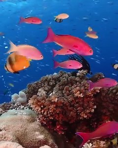 7.2K reactions · 1.7K shares | Dip your toes into the calming oceans, picturesque pools and idyllic island shores of Australia through our 8D video series. | Australia.com | Facebook