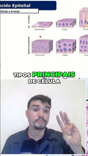 Epithelial Tissue: Squamous, Cuboidal, and Columnar Cells #shorts #histology #medicine
