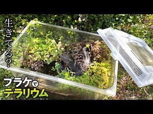 2年間、完全放置のプラケース。2匹のカエルはどうなった？