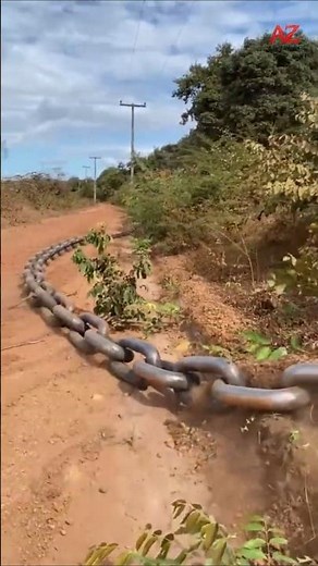 A brutal chain of forest clearing!