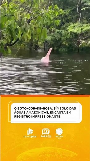 O boto-cor-de-rosa apareceu nas águas da Amazônia e lembrou o mundo inteiro que daqui não tem igual