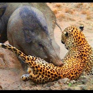 636K views · 2.1K reactions | Wild Pig attacks Leopard.Amazing attacks Animals | Animal Channel Videos | Facebook
