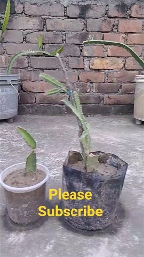 🍉 “Dragon Fruit Plant From Cutting – 100% Success”