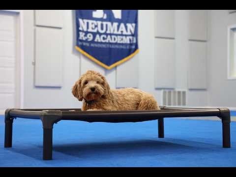 Cody (Cavapoo) Boot Camp Dog Training Video Demonstration