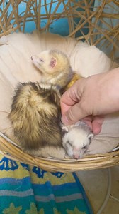 A little update on these girls… | Our Amazing Animal World