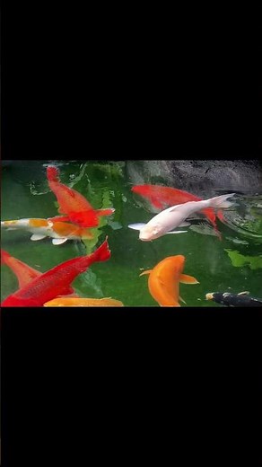 Graceful Koi Swimming in a Crystal-Clear Pond! #koi