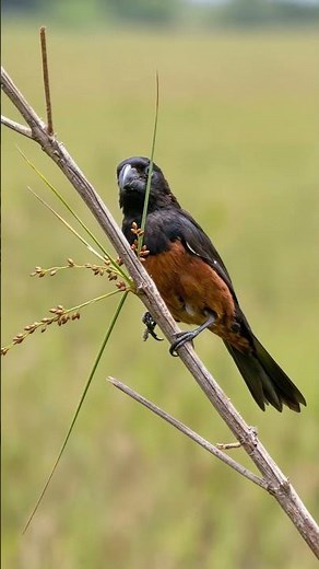 Curió Praia Clássico – Canto Perfeito para Encarte e Treino Diário 🐦🎶
