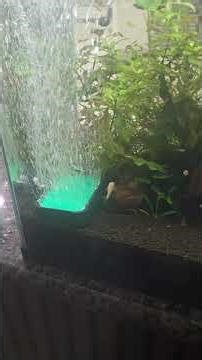 Good Quality Air Stone