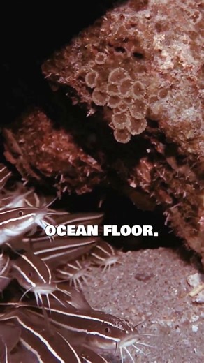 The Coconut Octopus Uses Tools to Protect Itself