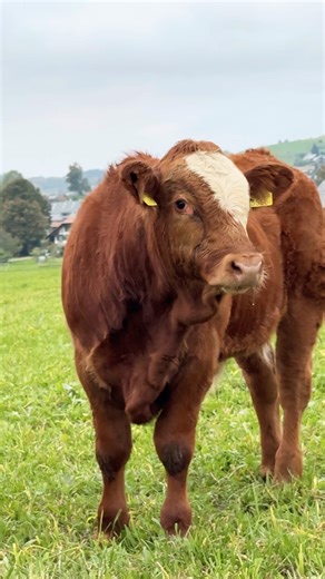 The Happy Life of Swiss Cows 🇨🇭 #cowlife #cow #swisscows #alpineviews #animals #farm #happycows