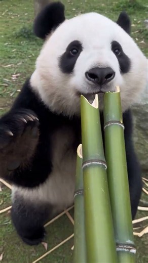 When Pandas Decide To Be Crazy Cute! 🐼✨#panda #funnypanda #cuteanimals #pandashorts