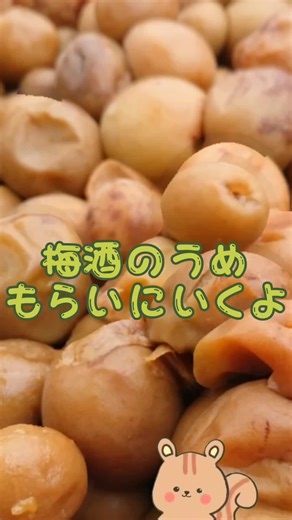 梅酒につかってた梅をもらいにいきました。#ジャム #ジャム作り #お菓子 #お菓子作り #梅#梅酒