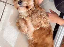 Cockapoo girl 1.5year old female - £850