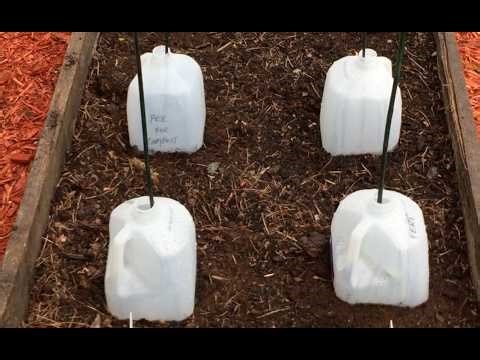 "They Love It Down In There" - Cabbage in Water Bottles - May Garden Tour
