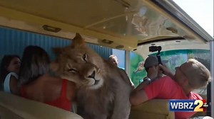 Tourist gets cuddles, lots of love from lion at safari park