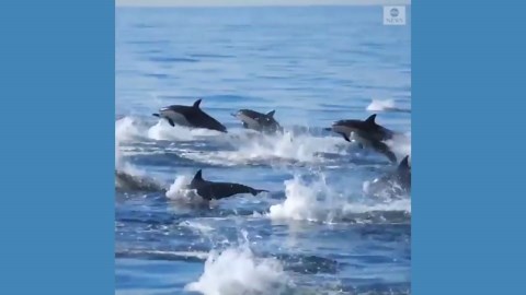 Pod of dolphins swim off Southern California coast