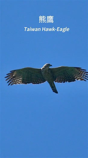 119K views · 4.7K reactions | 熊鷹是台灣體型最大的猛禽～ The Taiwan Hawk-Eagle (Nisaetus nipalensis) is the largest raptor species found in Taiwan." #熊鷹 #TaiwanHawkEagle 2025/10/01 烏來 @追蹤者 | Walter Wang | Facebook
