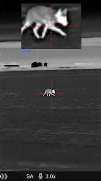 Coyote vs. raccoon #thermal #coyotehunting #pulsar