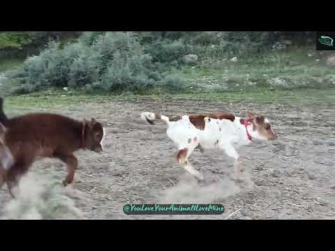 "How Adorable Baby Cows Frolic and Graze: A Heartwarming Spectacle! 'Baby Calves' Cuteness Overload"