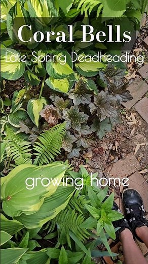 Late Spring: "White Coral Bells" Deadheading 🔔 Growing Home #heuchera